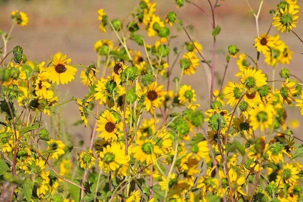 Flagstaff, Arizona 'da bir tarlada, Helianthus Annuus' un süper çiçeği.