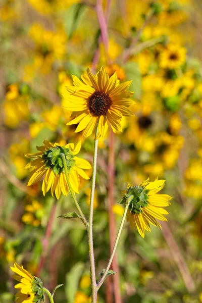 Flagstaff, Arizona 'da bir tarlada, Helianthus Annuus' un süper çiçeği.