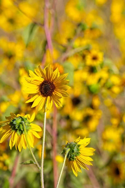 Flagstaff, Arizona 'da bir tarlada, Helianthus Annuus' un süper çiçeği.