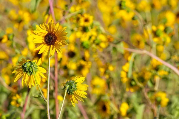 Flagstaff, Arizona 'da bir tarlada, Helianthus Annuus' un süper çiçeği.