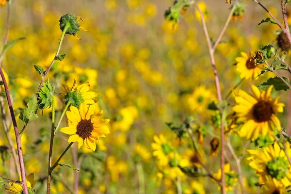 Flagstaff, Arizona 'da bir tarlada, Helianthus Annuus' un süper çiçeği.