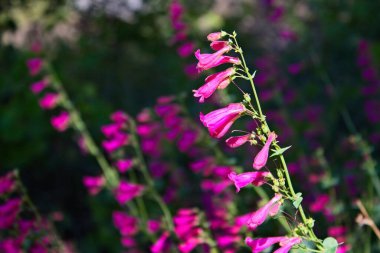 Pembe Parry 'nin Penstemon Parryi' si. Arizona 'da kır çiçekleri..
