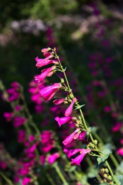Pembe Parry 'nin Penstemon Parryi' si. Arizona 'da kır çiçekleri..