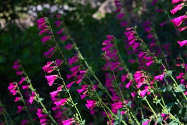 Pembe Parry 'nin Penstemon Parryi' si. Arizona 'da kır çiçekleri..