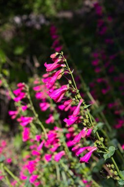 Pembe Parry 'nin Penstemon Parryi' si. Arizona 'da kır çiçekleri..