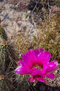 Echinocereus fasciculatus, Arizona 'da Kirpi Kaktüsündeki pembe çiçeğe yakın çekim.