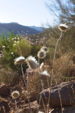 Arizona 'da çölde arka ışıklandırma, kurumuş çiçekler..