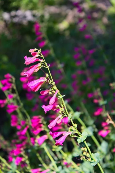 Pembe Parry 'nin Penstemon Parryi' si. Arizona 'da kır çiçekleri..