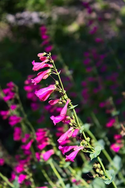 Pembe Parry 'nin Penstemon Parryi' si. Arizona 'da kır çiçekleri..