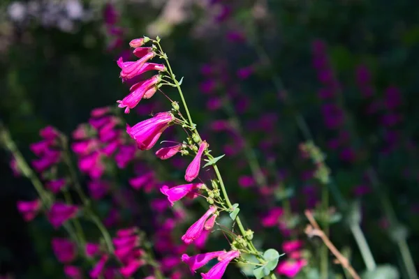 Pembe Parry 'nin Penstemon Parryi' si. Arizona 'da kır çiçekleri..