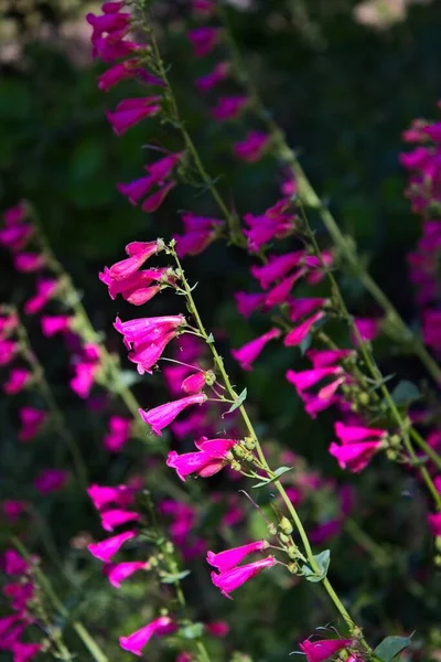 Pembe Parry 'nin Penstemon Parryi' si. Arizona 'da kır çiçekleri..