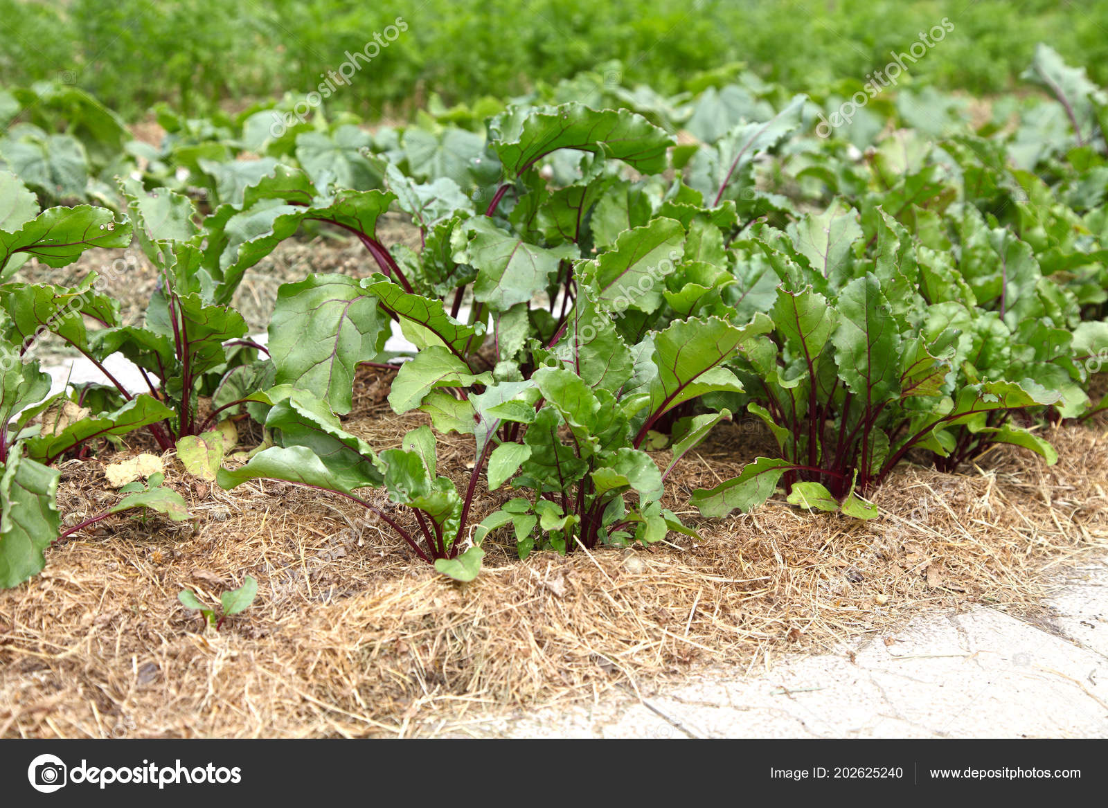 Imágenes de Mantillo de heno libres de derechos | DepositPhotos, image size:1600x1167