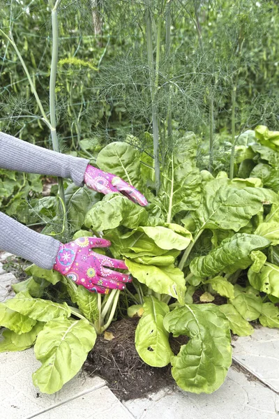 The gardener grows vegetables and herbs in his garden, weeding, planting plants. Organic agriculture in the open air inThe gardener grows vegetables and herbs in his garden, weeding, planting plants. Organic agriculture in the open air in the summer.