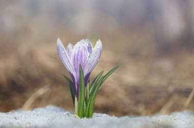 Çiğdem bahar güneşli bir günde çiçek. Parlak beyaz kar bir arka plan üzerine bir güzel mavi çuha çiçeği.