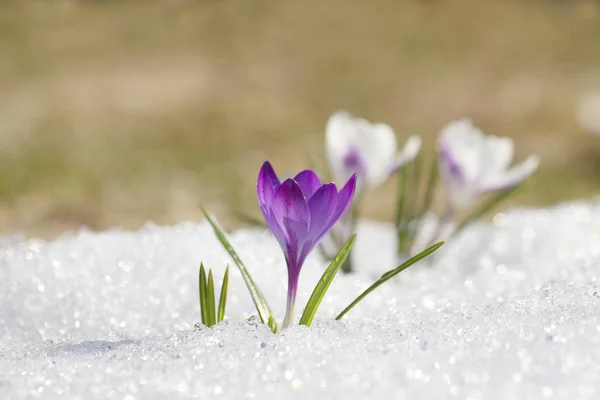 Çiğdem bahar güneşli bir günde çiçek. Parlak beyaz kar bir arka plan üzerine bir güzel mavi çuha çiçeği.