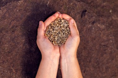 Elleri kavrulmamış organik kahve çekirdekleri - Arabika kahvesi