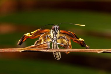 Genç doğmuş kelebek makrofotoğrafçılığı