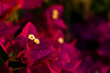 Kırmızı Bougainvillea çiçek bırakır