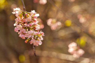 Kiraz çiçeği - Sakura çiçeği - Japon kirazı, erik serrulata