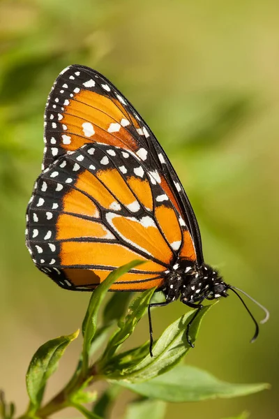 Monarch Butterfly Green Background — Stock Photo, Image