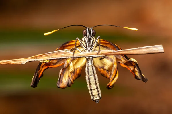 Macrofotografía Mariposa Recién Nacida Joven —  Fotos de Stock