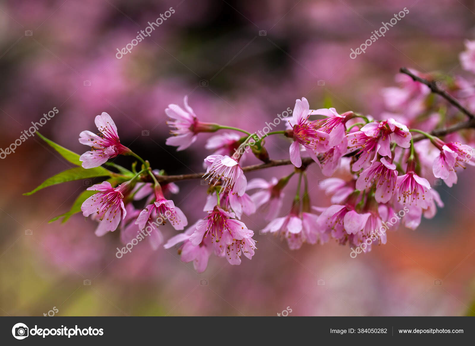 Fleur Cerisier Fleur Sakura Cerisier Japonais Prunus Serrulata Image Libre De Droit Par Taciophilip C Fleur Cerisier Fleur Sakura Cerisier Japonais Prunus Serrulata Image Libre De Droit Par Taciophilip C