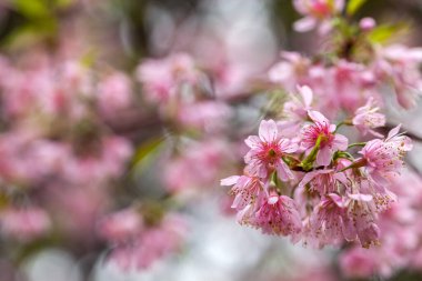 Kiraz çiçeği - Sakura çiçeği - Japon kirazı, erik serrulata