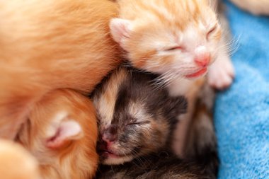 Çok yakın küçük kediler - yeni doğmuş kediler