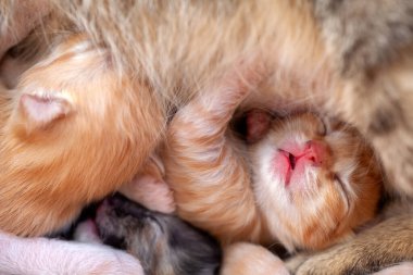 Çok yakın küçük kediler - yeni doğmuş kediler