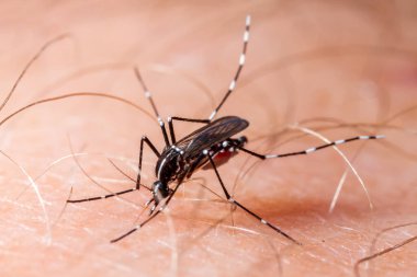 Dang, zika ve chikungunya humması (aedes albopictus) insan derisini ısırır