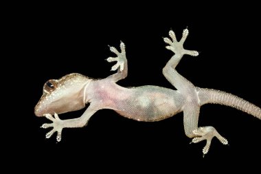Gecko aşağıdan siyah arkaplanda görüldü