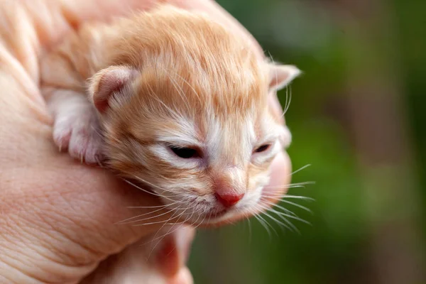 Dłonie Trzymające Małego Kotka Piękne Dziecko Głowa Kota Noworodka — Zdjęcie stockowe