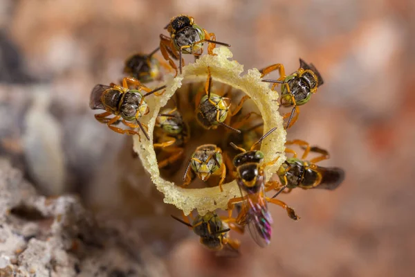 Tetragonisca Angustula Colony Honeybees Jatai — Stock Photo, Image