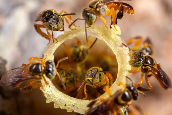 Colonia Tetragonisca Angustula Abejas Jatai — Foto de Stock