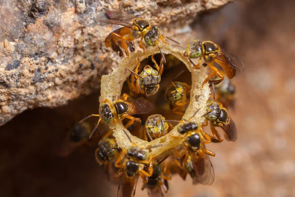 Tetragonisca Angustula Kolónia Méhek Jatai — Stock Fotó