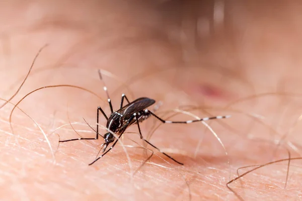 Denguefeber Zika Och Chikungunyafeber Mygga Aedes Albopictus Biter Mänsklig Hud — Stockfoto