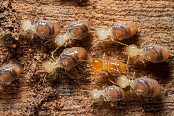 Termitas Insectos Colonia Sobre Madera — Foto de Stock