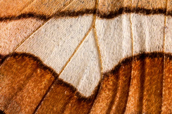 Butterfly Wing Detail Squama — Stock Photo, Image