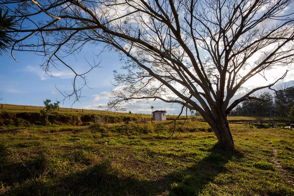 Stort Träd Landsbygden Fält Vidvinkel Bakljus — Stockfoto