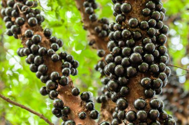 Jaboticaba Brezilya Ağacı 'nın gövdesinde bir sürü meyve var.