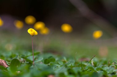Arachis bulanık arkaplanlı bir çiçeğe tövbe eder.