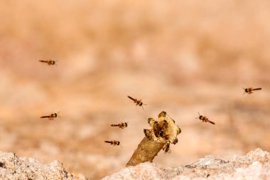 Tetragonisca angustula kolonisi - bal arıları jatai - uçuyor