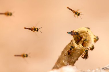 Tetragonisca angustula kolonisi - bal arıları jatai - uçuyor