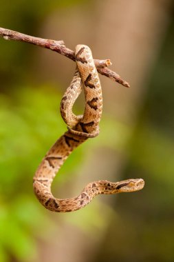 Dal üzerinde Bothrops jaraca