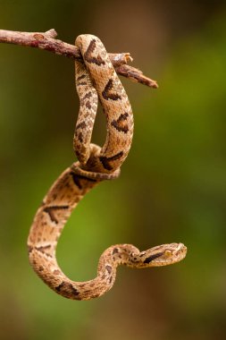 Dal üzerinde Bothrops jaraca