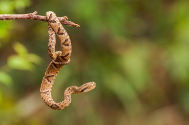 Dal üzerinde Bothrops jaraca
