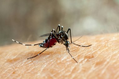 Dang, zika ve chikungunya humması (aedes aegypti) insan derisini ısırıyor - kan içiyor