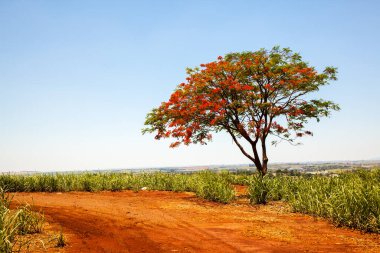 Yalnız Delonix Regia parlak kırmızı çiçek ağacı şeker kamışı tarlasında kırsal yolda