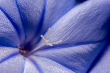 Plumbago Auriculata - mavi tesisat, Pelerin plumbago veya Pelerin Leadwort çiçeği ayrıntıları