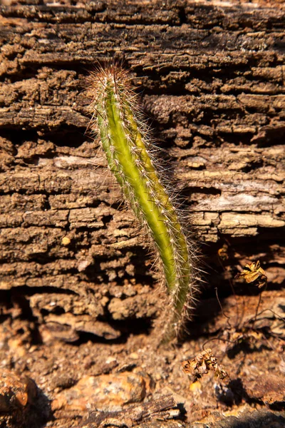 Einsamer Kaktus Trockenem Boden — Stockfoto